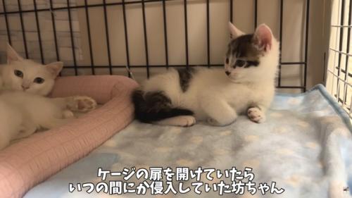 テロップ「ケージの扉を～」