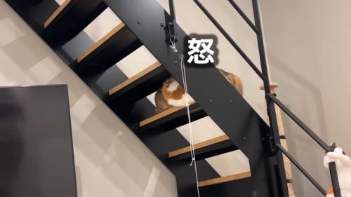 怒