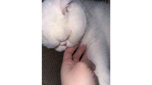 指を吸っている猫