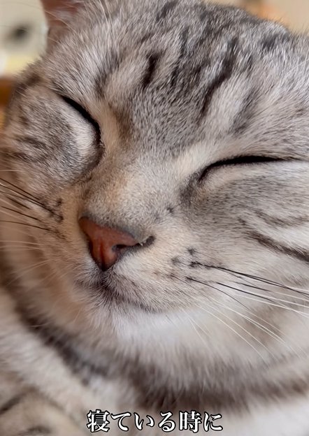 目を瞑る猫（寝ている時に）