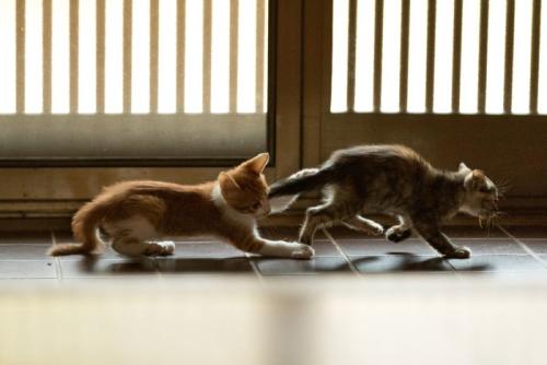 追いかけっこする2匹の子猫