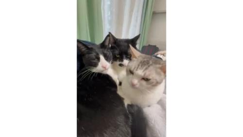 集まっている猫
