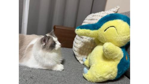 ぬいぐるみと猫