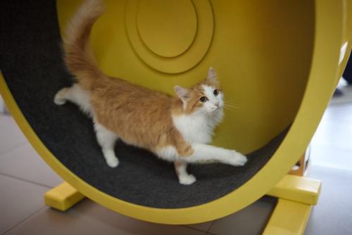 キャットホイールと猫