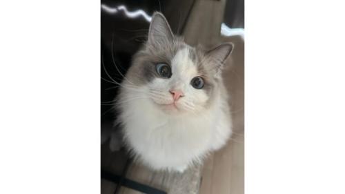室内にいる猫