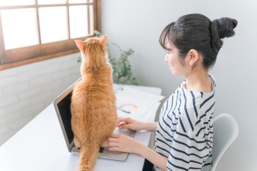 パソコンに乗る猫