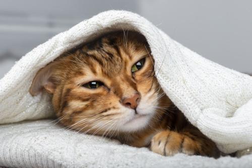 眠そうな猫