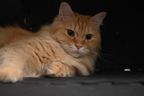 暗いところに隠れる猫（マンチカン）
