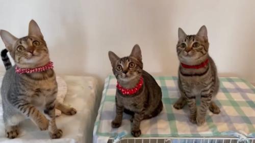 上を見る猫