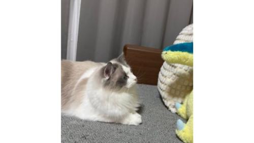 室内にいる猫