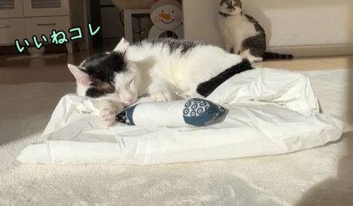 布団の上に乗る猫