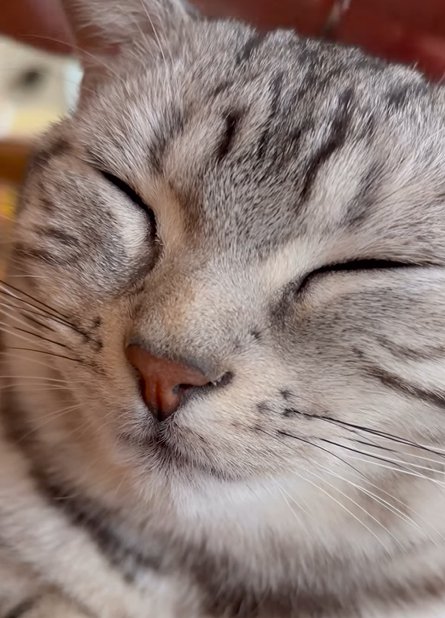 目を瞑る猫（画面右上に人の手）