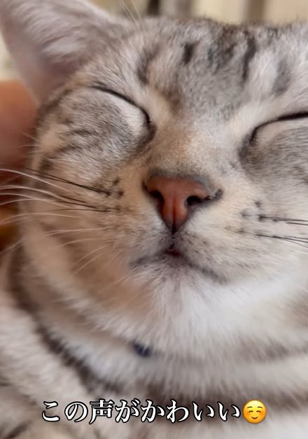 目を瞑る猫と猫の後頭部に人の手（この声が可愛い）