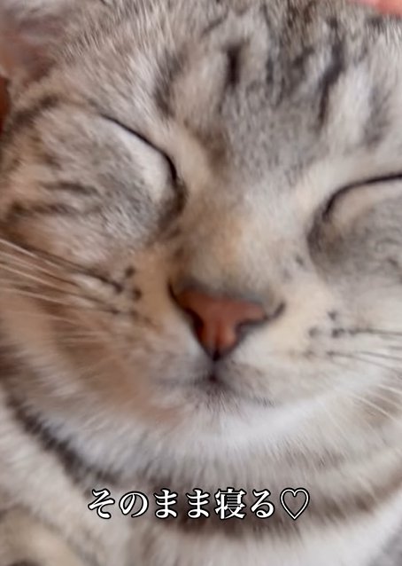 目を瞑る猫（そのまま寝る♡）