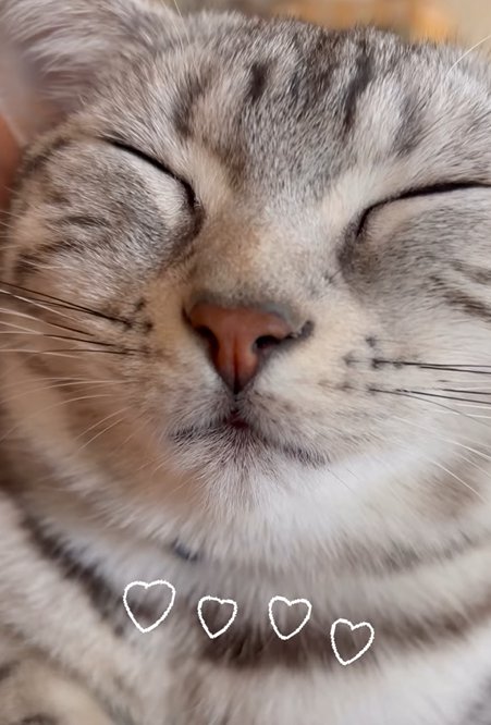  目を瞑る猫と頭を撫でる人の手（♡♡♡♡）