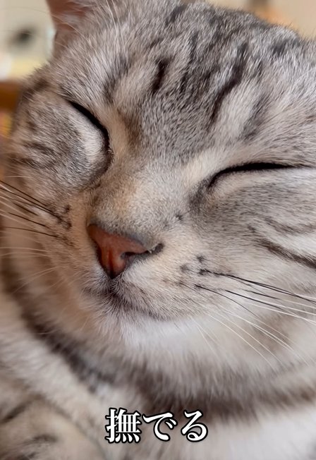 目を瞑る猫（撫でる）
