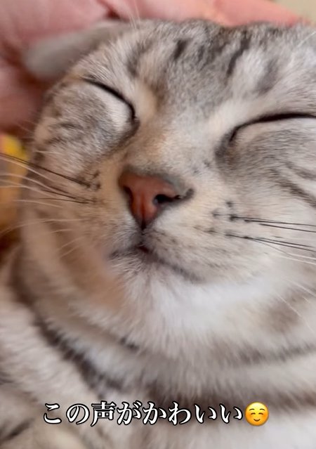 目を瞑る猫と頭をなでる人の手（この声が可愛い）