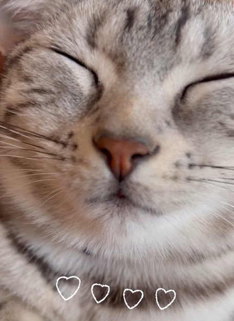 目を瞑る猫（♡♡♡♡）
