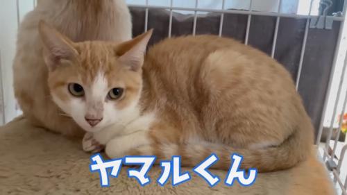 座る猫