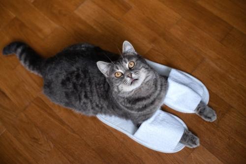 スリッパに両前足を入れる猫