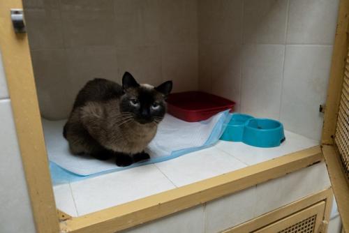 入院中の猫