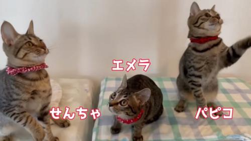 座ったり立ったりする猫たち