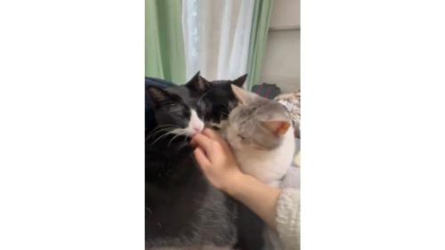 集まっている猫
