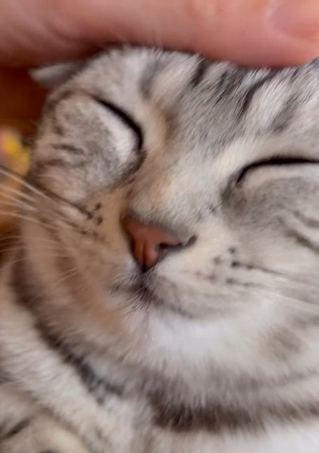 目を瞑る猫（画面上部全体に頭を撫でる人の手）