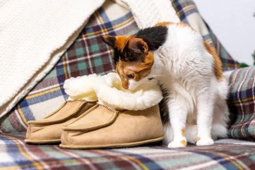 スリッパの匂いを嗅ぐ猫