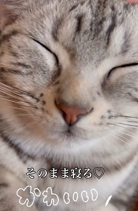 目を瞑る猫（そのまま寝る♡かわいい）
