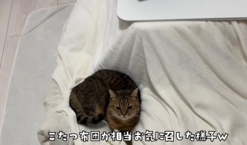 改めてこたつ布団の上に座ってくつろぐみにらくん