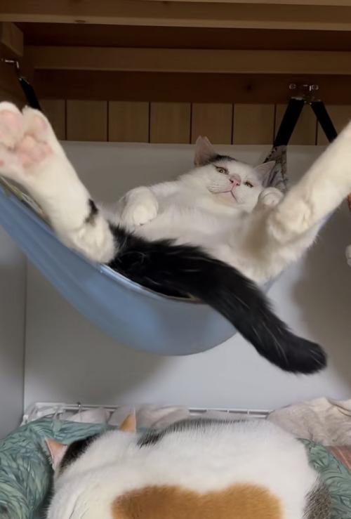 開脚する猫