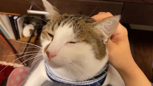 目を細める猫