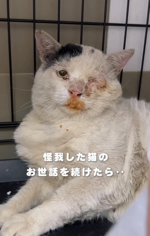 ボロボロの猫