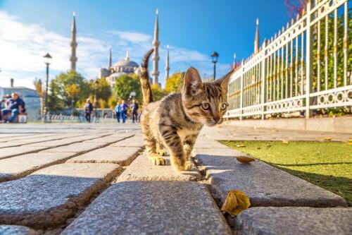 イスタンブールの街を歩く猫
