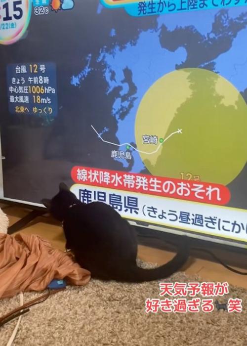 待つ猫