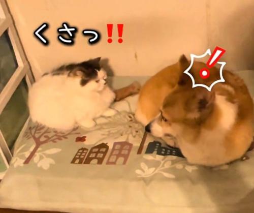 驚く猫