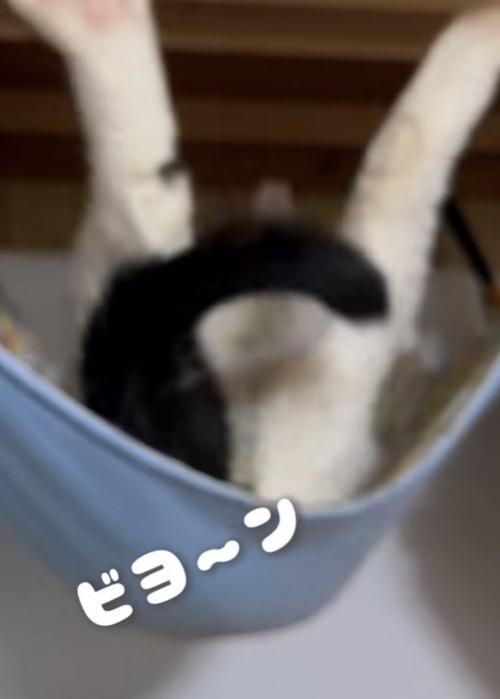 足を伸ばす猫