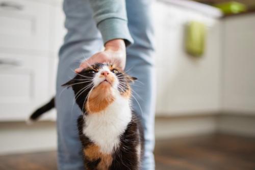 上を向く猫