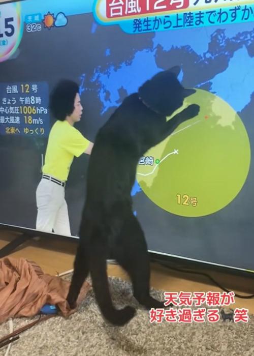 触る猫