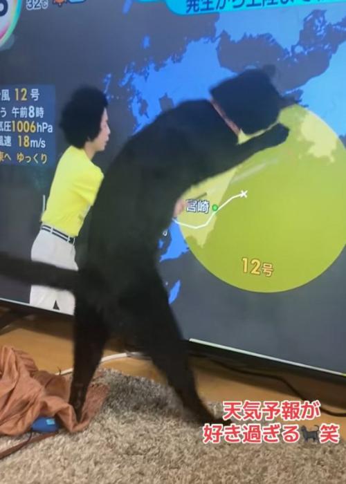 飛びつく猫