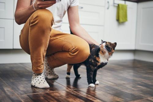 飼い主の足元にいる猫