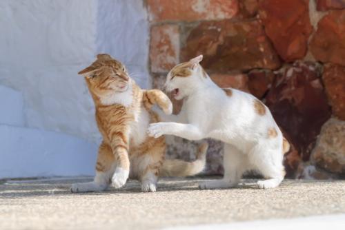 ケンカする猫