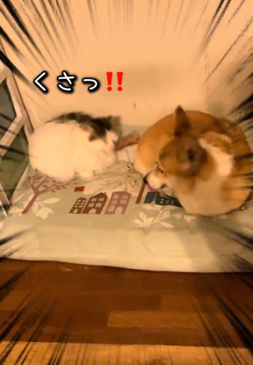 臭そうにする猫