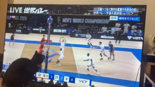 見る猫