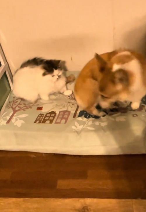 一歩引く猫