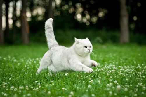 尻尾を立てて走っている猫
