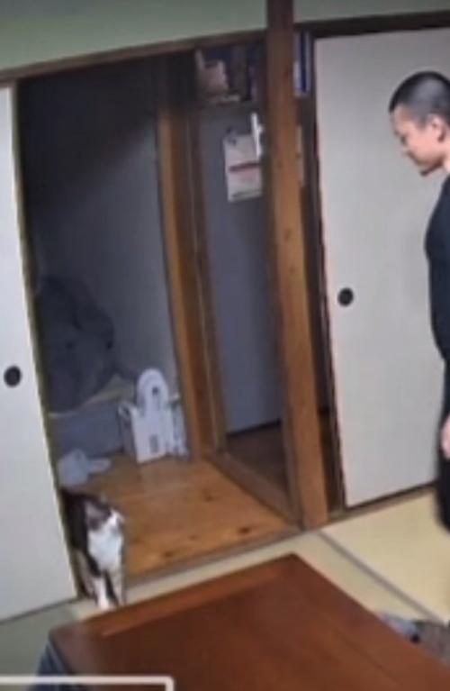 部屋を覗き込む猫