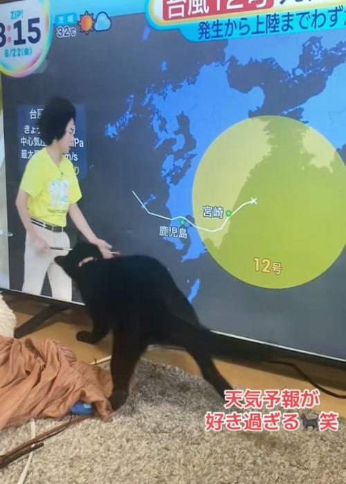 狙う猫