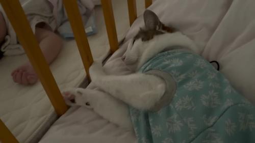 赤ちゃんの隣にいる猫